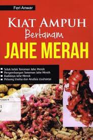 kuat ampuh bertanam jahe merah
