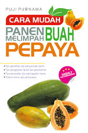 CARA MUDAH PANEN BUAH MELIMPAH PEPAYA
