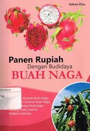 PANEN RUPIAH DENGAN BUDIDAYA BUAH NAGA