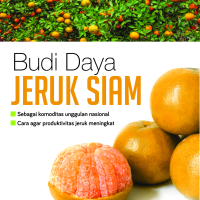 Budi Daya Jeruk Siam
